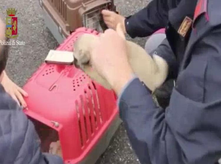 Trieste: Polstrada salva 4 cuccioli di cane, chiusi nel bagagliaio senza aerazione