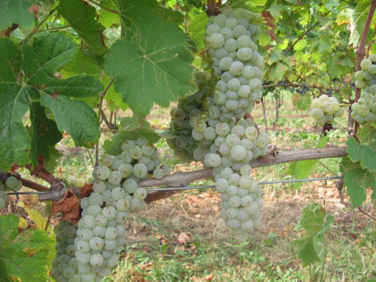 Vino: 'millesimo' da ricordare in Toscana, spinge export e lavoro