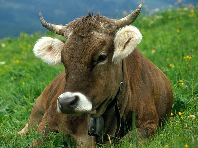 Animali: al via petizione per dire no a uccisione vacche sacre della 'Ndrangheta