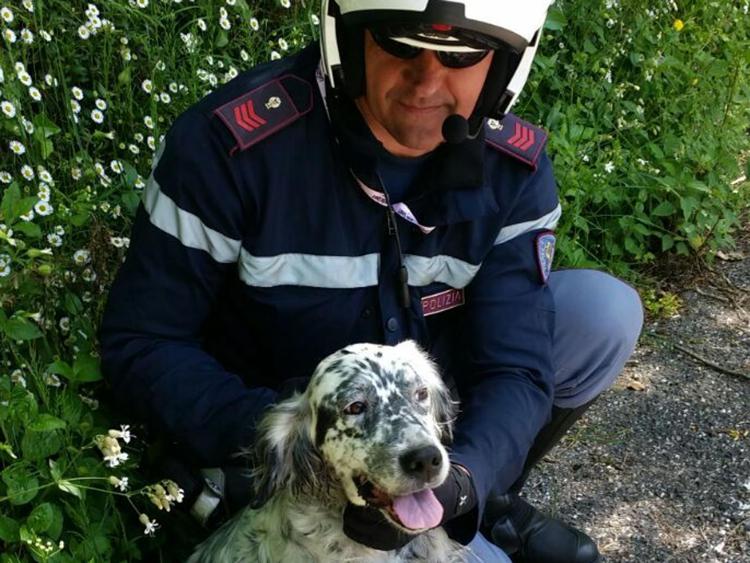 Ciclismo: Giro d'Italia, cane salvato da Polizia lungo tappa Rapallo-Sestri