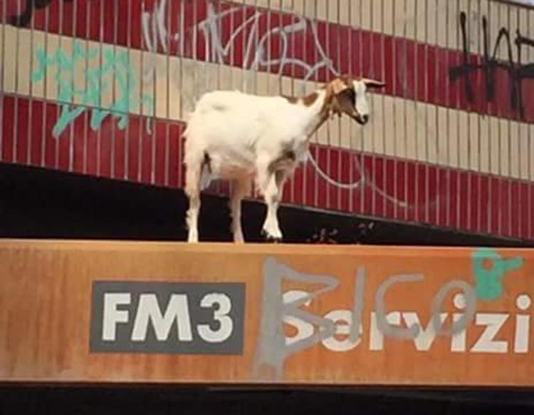 Roma: capra su tetto stazione Aurelia, salvata dai vigili del fuoco