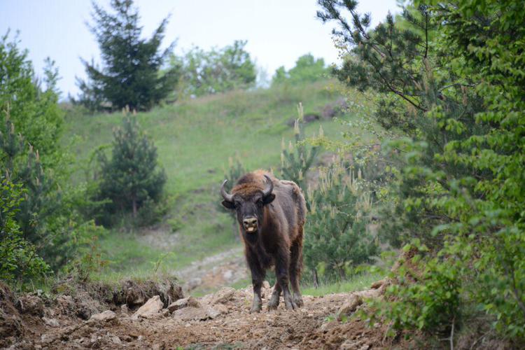 Animali: Ulisse, il bisonte 'italiano' che ripopola i Carpazi