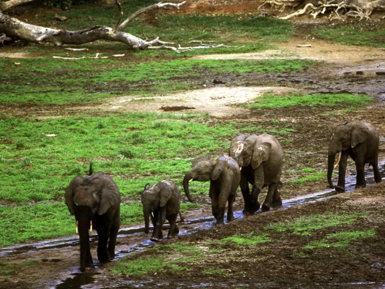 Parco di Dzanga Sangha, nel Bacino del Congo, l'area più ricca di biodiversità dell'Africa e tra le prime 10 nel mondo esposte al rischio deforestazione (foto Wwf)