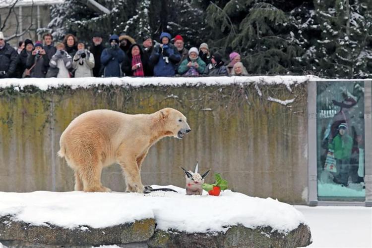 Germania: morta la mamma dell'orso Knut, star dello zoo di Berlino