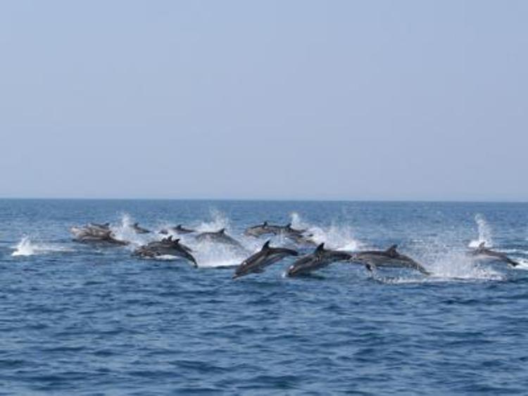 Balene e delfini, c'è 'traffico' nel mare tra Sardegna e Sicilia