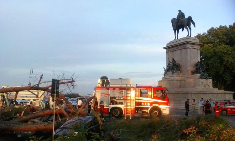 Roma: pino cade su auto e scooter al Gianicolo, nessun ferito