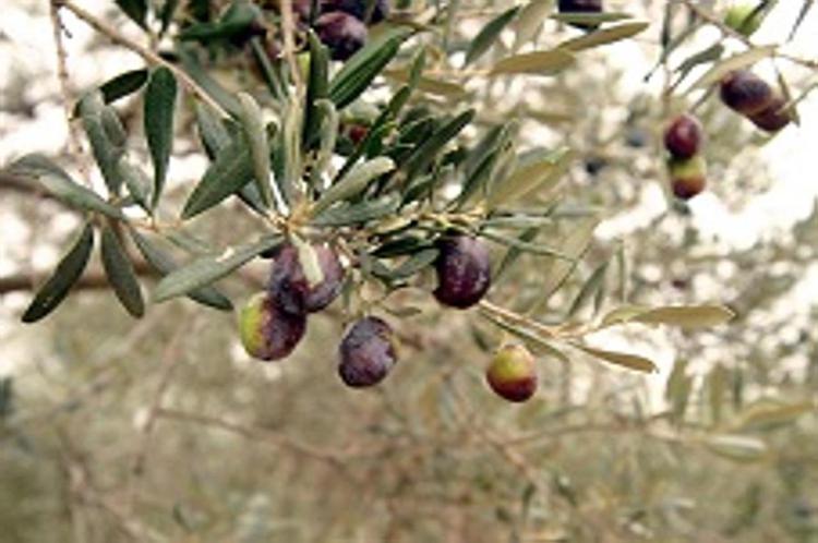 Cala la produzione di olio d'oliva in Lombardia (Infophoto).
