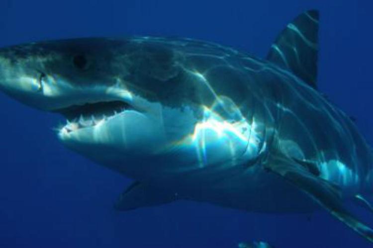 Sopravvive all'attacco di uno squalo e filma la gamba squarciata /Video