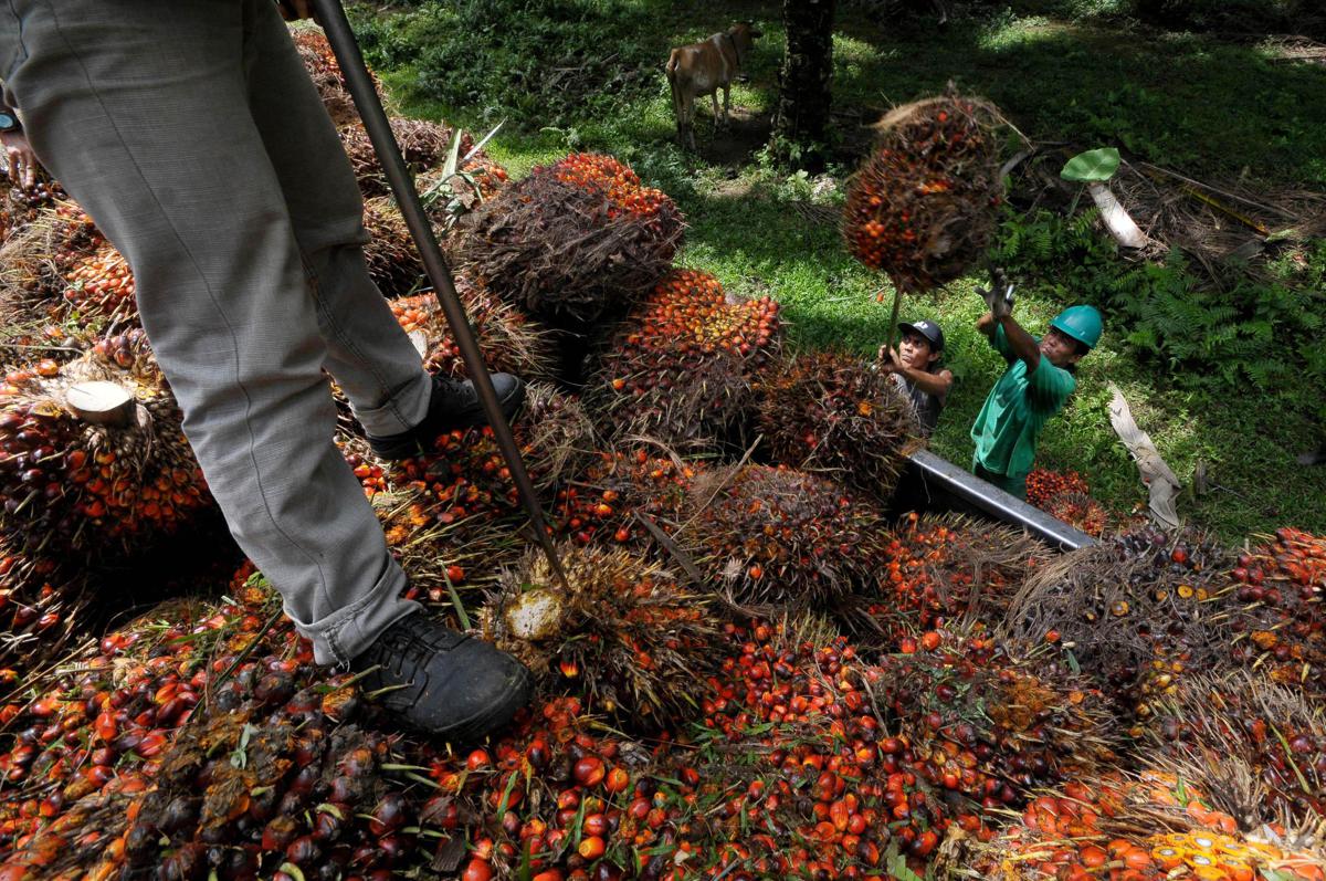 Tra salute e ambiente verità e falsi miti sull'olio di palma