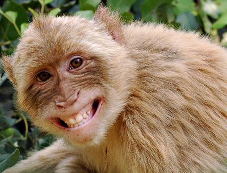 India: scimmia si improvvisa 'Robin Hood', ruba borsa e distribuisce denaro