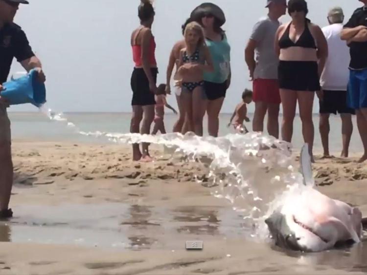 Bagnanti 'salvano' squalo bianco spiaggiato con secchiate d'acqua