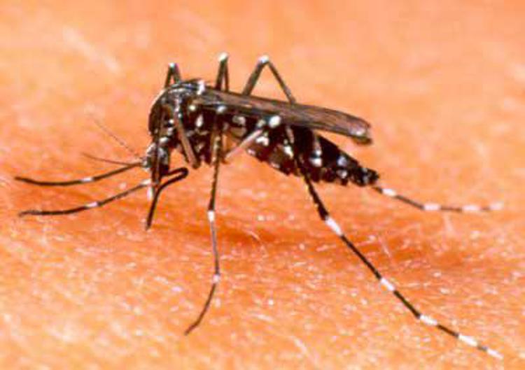Estate: allarme zanzara tigre, 67 le province più infestate d’Italia