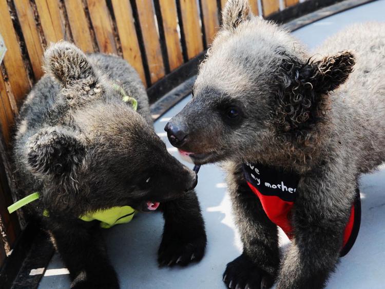 Due cuccioli di orso (Xinhua)