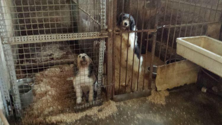 Milano: sei cani segregati in cantina, cacciatore denunciato
