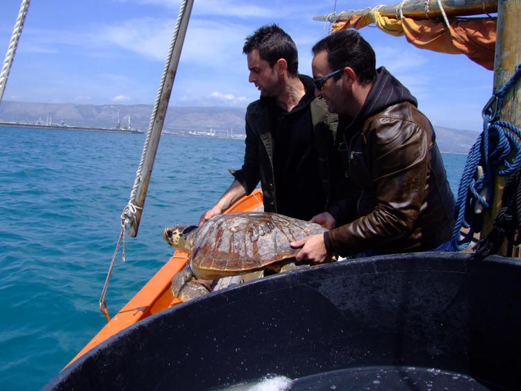 Mare: a Manfredonia la 'clinica' delle tartarughe, 500 recuperate dal 2012