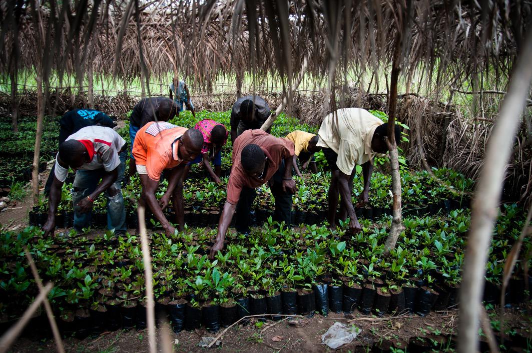 Kamaranka (Sierra Leone), si puliscono le piante di anacardio in una serra. 