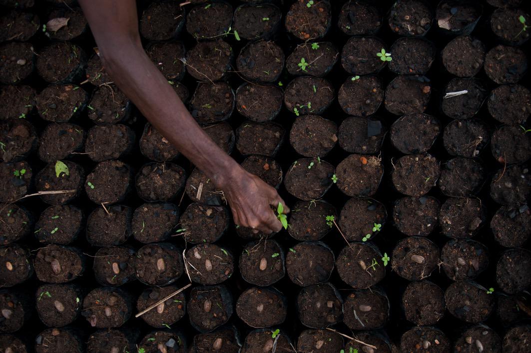 Makeni (Sierra Leone), piante di anacardio in una serra fuori città. 