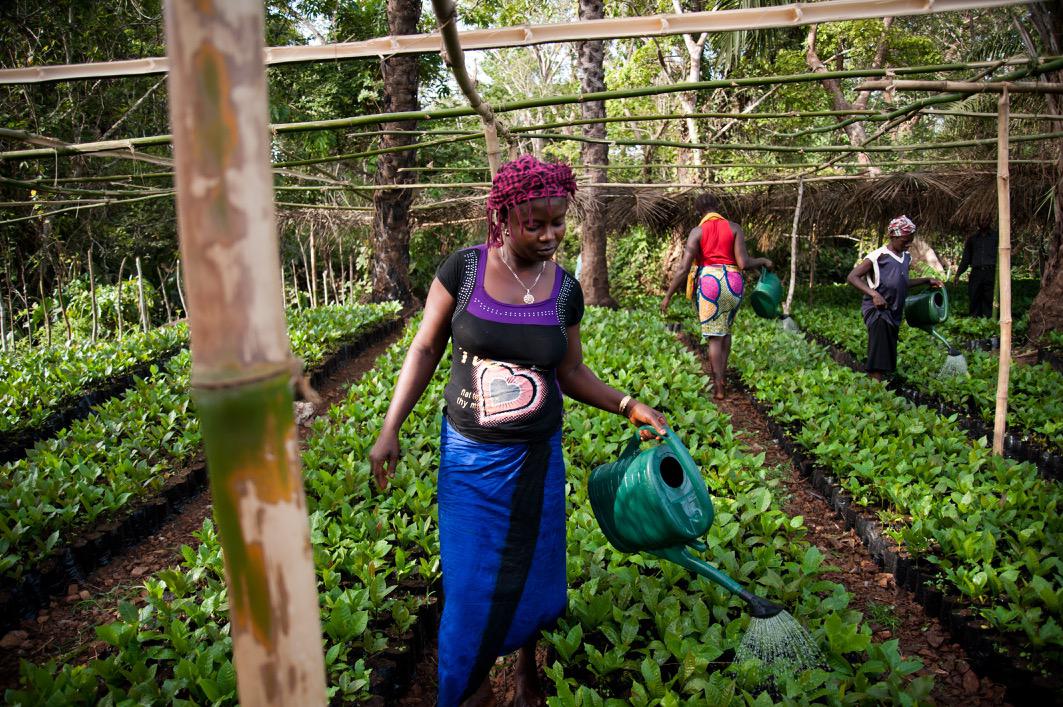 Kamaranka (Sierra Leone), si innaffiano le piante di anacardio in una serra. 