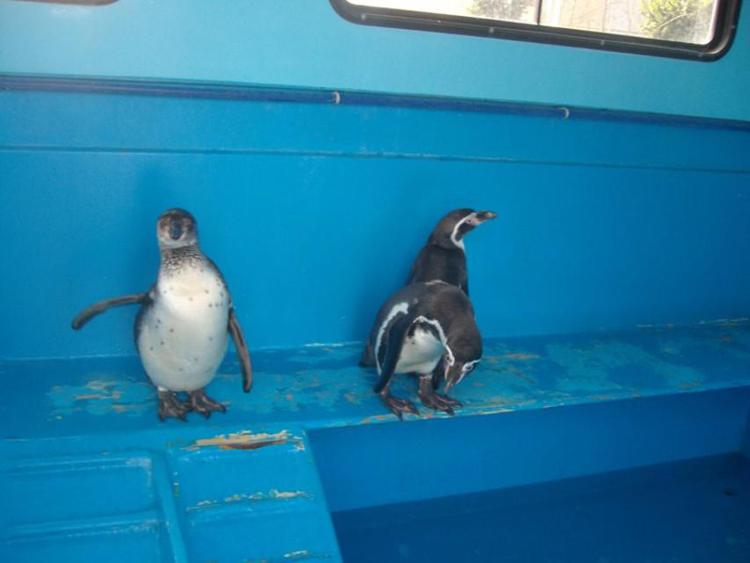 Maltrattati e tenuti in frigo, sequestrati pinguini al circo Colber