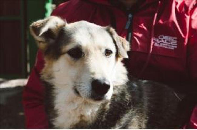Animali: Lav, maltrattati al Rifugio Parrelli ora i cani curati cercano casa