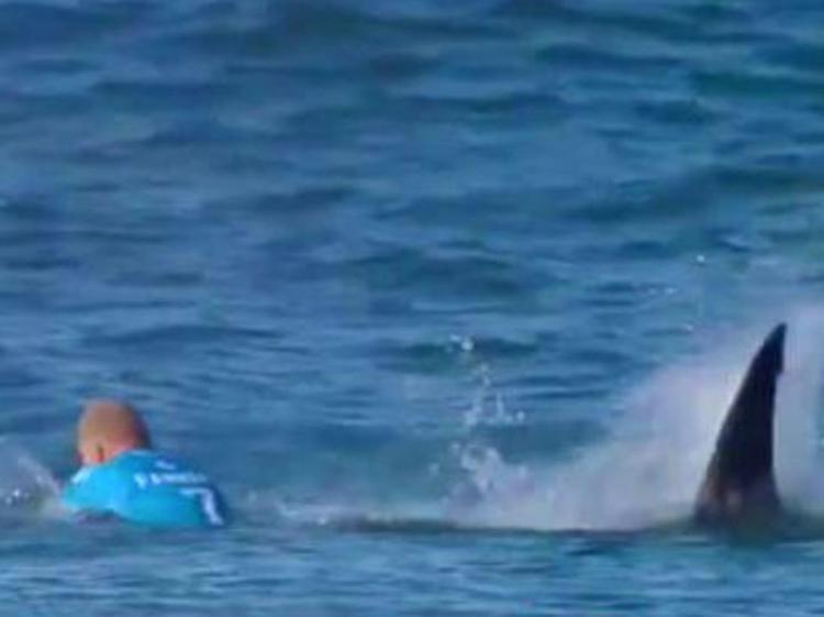 L'attacco dello squalo al surfista