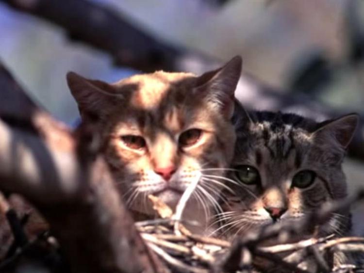 Due gatti selvatici australiani