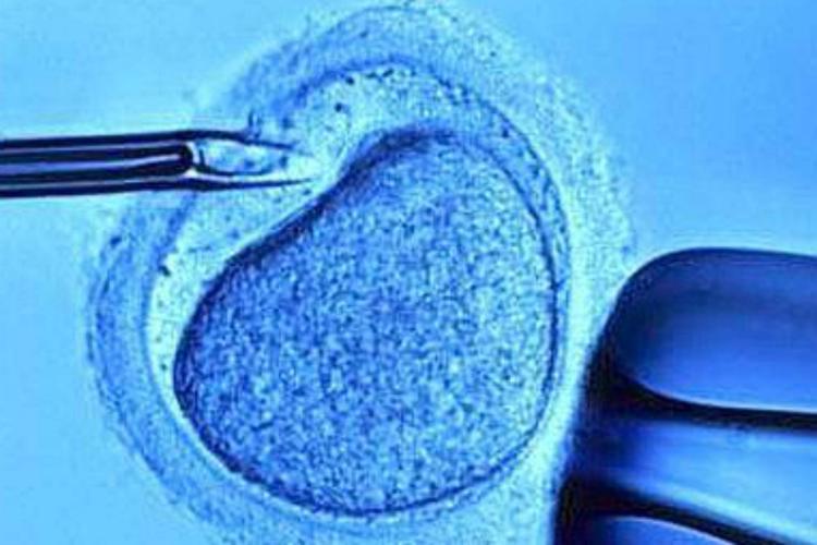 Fecondazione: Corte Edu 'boccia' richiesta donazione embrioni a ricerca