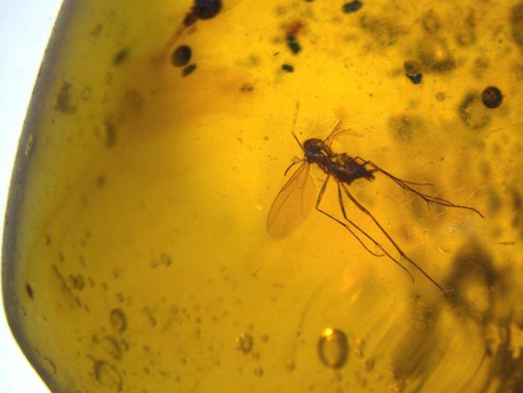 Una zanzara imprigionata in blocco di ambra del periodo cretaceo