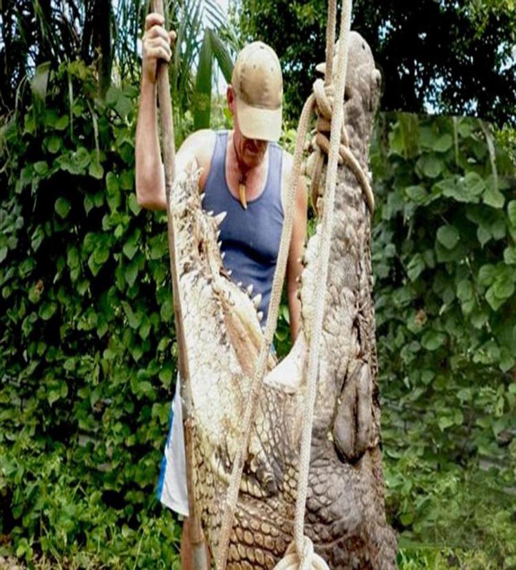Il 'record' di Crocodile Mick, oltre 20mila prede in meno di 40 anni /
