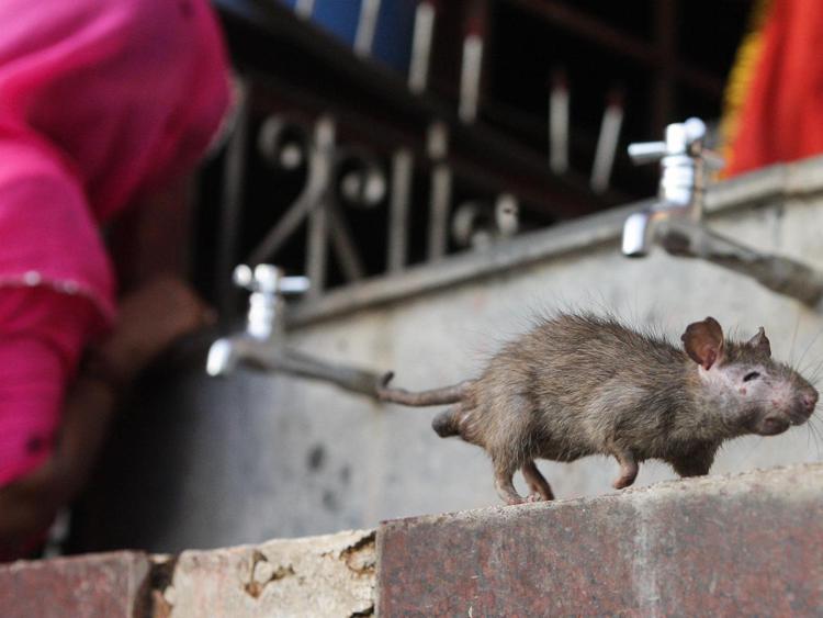 India, neonato ucciso dai morsi di topi in ospedale