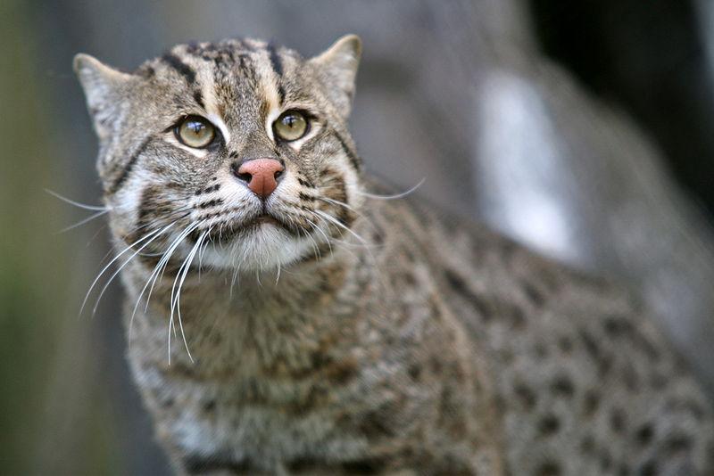 Il gatto pescatore è un felino grande due volte un gatto domestico. La sua esistenza è minacciata dalla scomparsa delle foreste di mangrovie e degli acquitrini, suoi habitat naturali dove va a pesca per nutrirsi. 