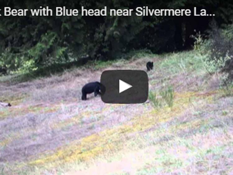 Mistero su orso nero con la testa blu /Video
