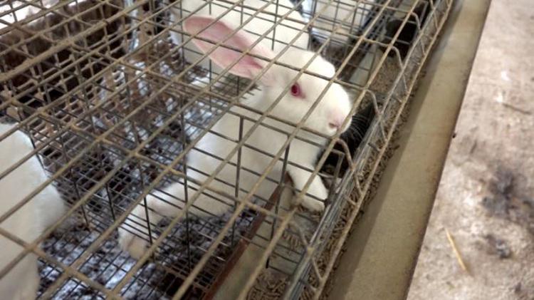 Animali: una gabbia per conigli da domani al Museo della Tortura