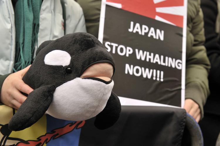Protesta contro la caccia alle balene a Londra, davanti all'ambasciata giapponese (InfoPhoto)