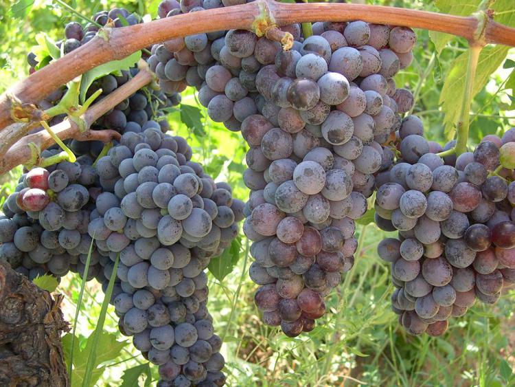 Expo: Maio, prima vite italiana piantata in Calabria, Gaglioppo re dei vitigni calabresi