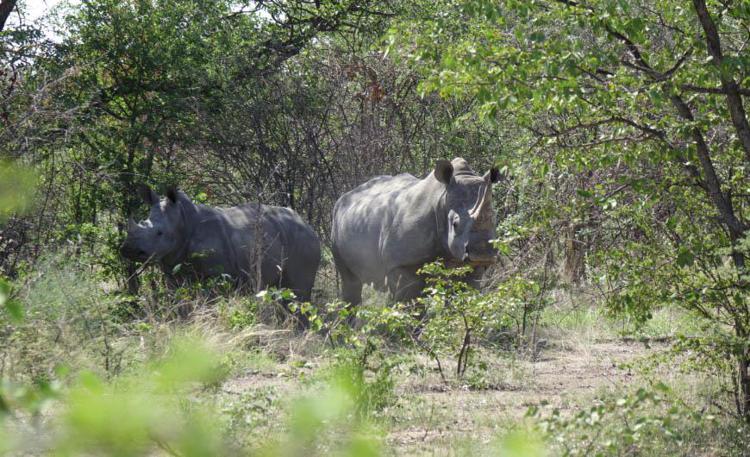 Animali: addio rinoceronte in 20 anni, colpa della 'guerra dei corni'