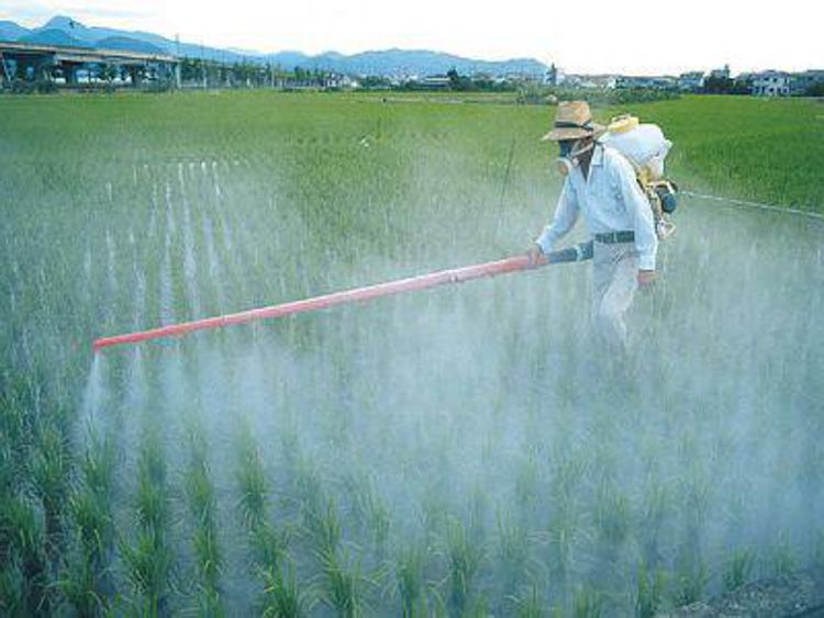 Pesticidi una miccia per il diabete, moltiplicano i rischi
