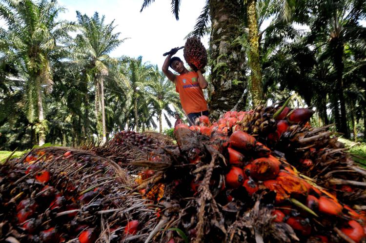 Malesia: ministro Mah Siew Keong, entro 2019 olio di palma 100% sostenibile