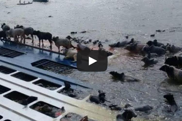 Nave con 5mila bovini si ribalta in porto, strage di mucche in Brasile