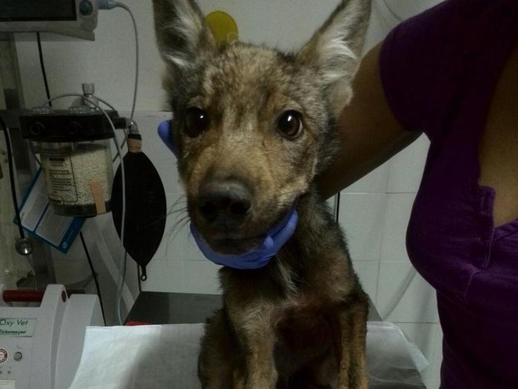 Animali: cucciolo di lupo investito a Campobasso, salvato dal Corpo Forestale