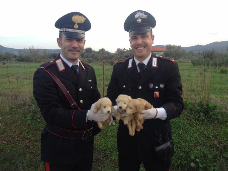 Cagliari, salvati 3 cuccioli gettati in un torrente: si cerca padrone /Foto