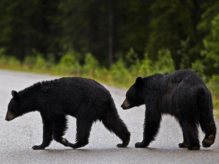 Torna la caccia all'orso nero in Florida, uccisi oltre 200 esemplari