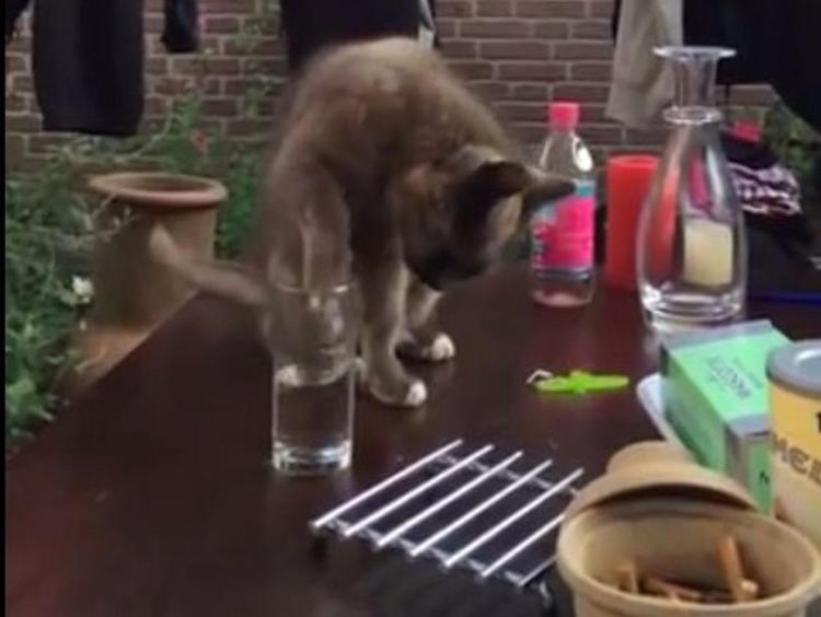 Gattino esterrefatto, lo scherzo del bicchiere diventa virale /Video