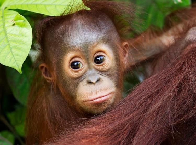 Animali: Wwf, tornano liberi 14 oranghi sequestrati 6 anni fa ai trafficanti