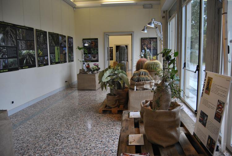 Varese, piante 'guerriere' in mostra ai musei di Villa Mirabello