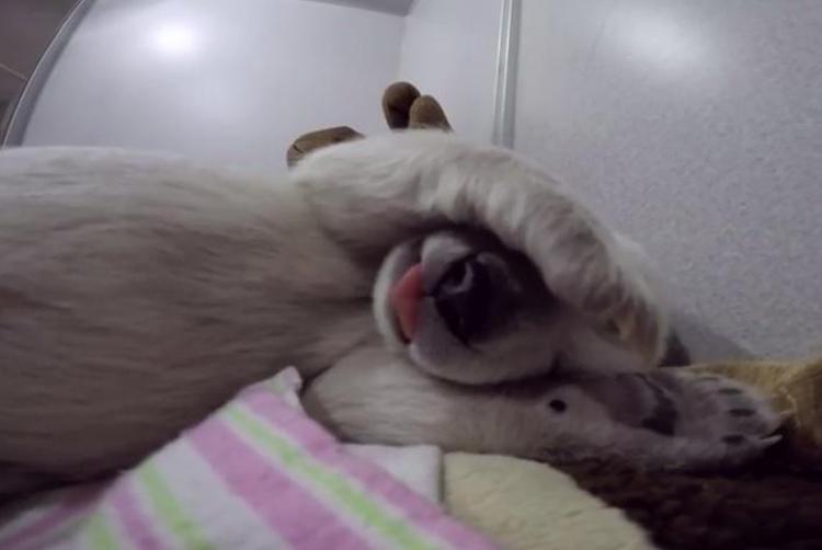 L'orsetta addormentata (credits: Youtube/ Columbuszoomedia) 