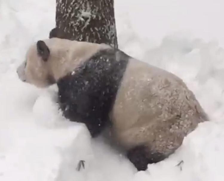 Il panda festeggia, la tempesta di neve fa felice Tian Tian /Video
