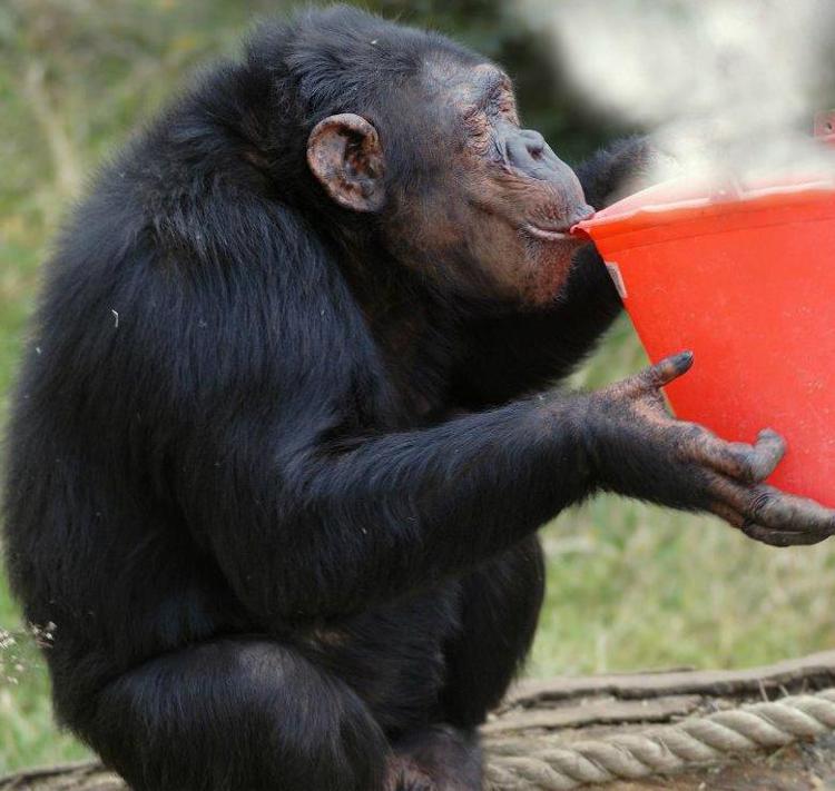 Scimpanzé  - (Foto Archivio Bioparco di Roma - M. Di Giovanni )