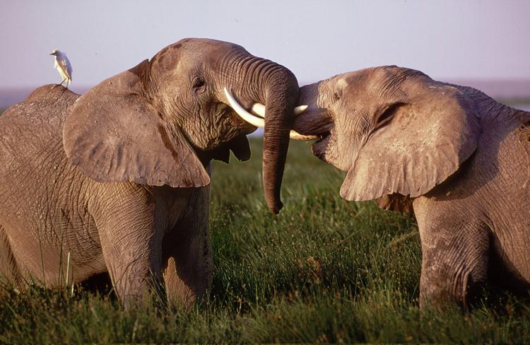 Loxodonta africana African elephant Bulls sparring and playing Amboseli National Park, Kenya 01.1996 - 672