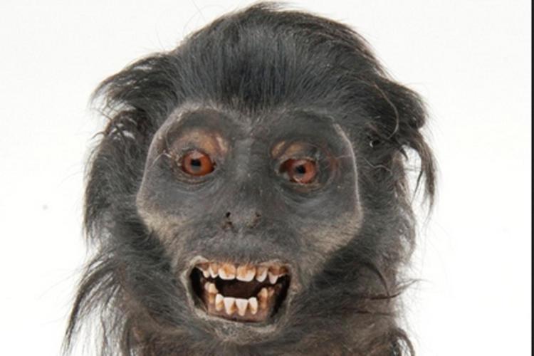 La testa di scimmia. Foto della Metropolitan Police